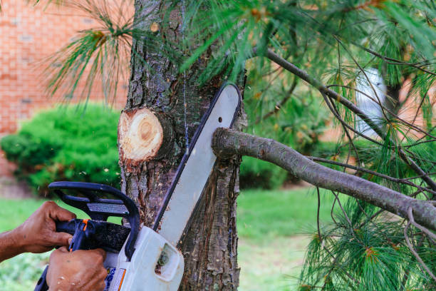 Best Emergency Storm Tree Removal  in Little River, SC